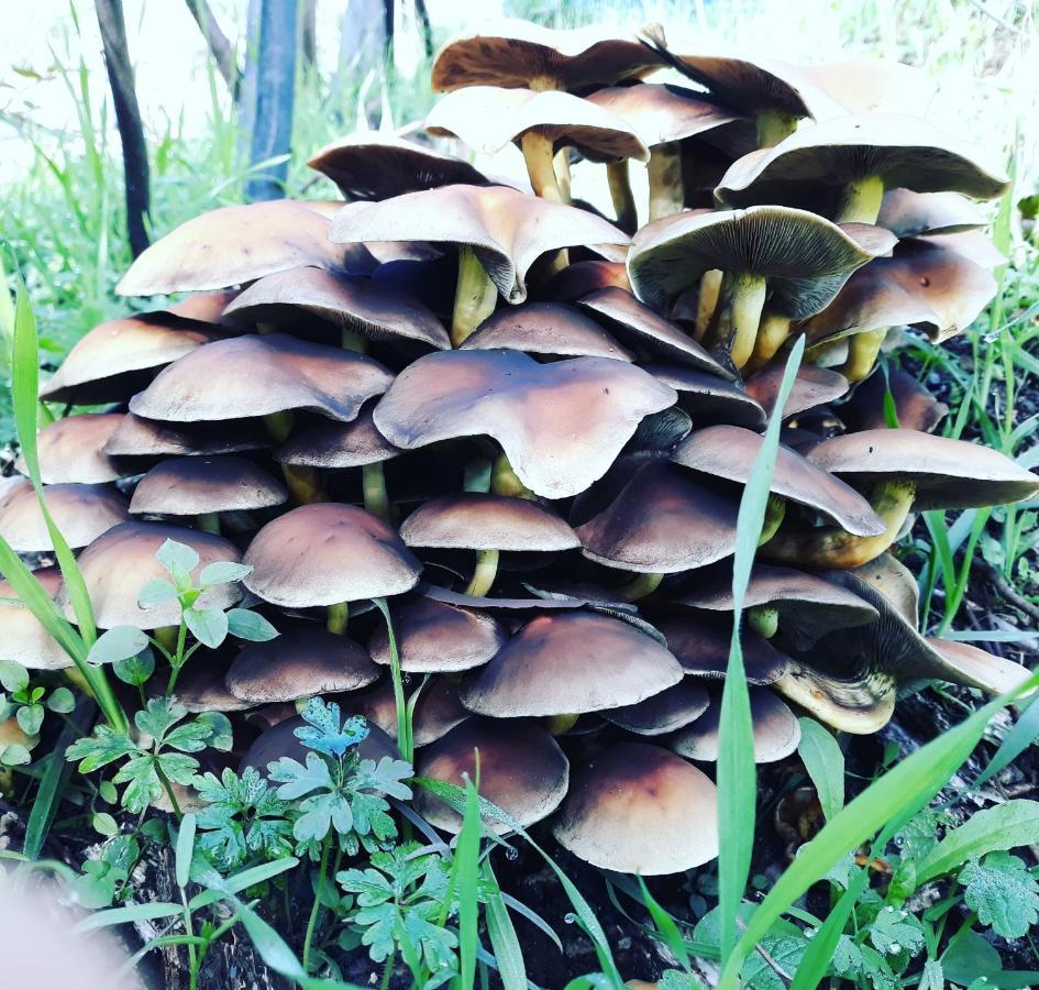 Quinta Da Barroquinha Vendégház Vale de Prazeres Kültér fotó