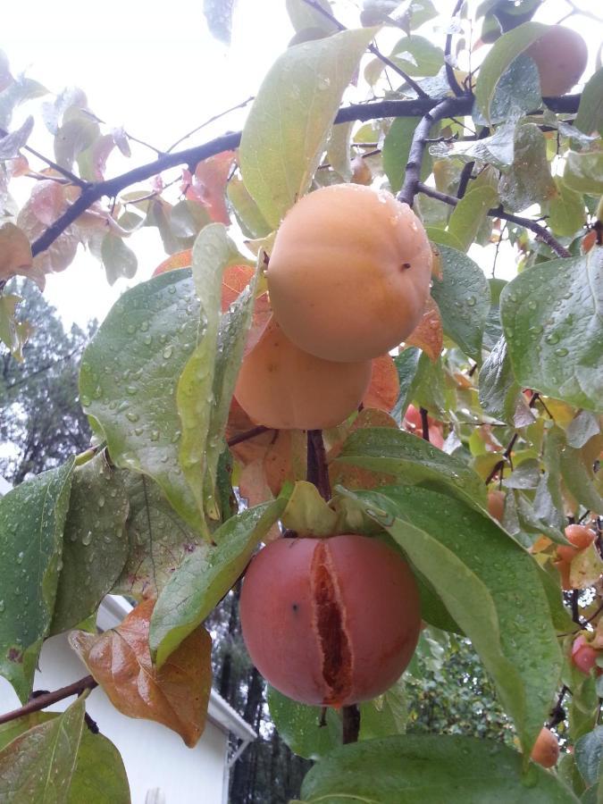 Quinta Da Barroquinha Vendégház Vale de Prazeres Kültér fotó