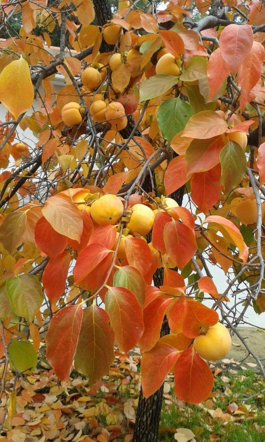Quinta Da Barroquinha Vendégház Vale de Prazeres Kültér fotó